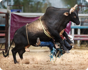 Bull Riding is a high risk sport 